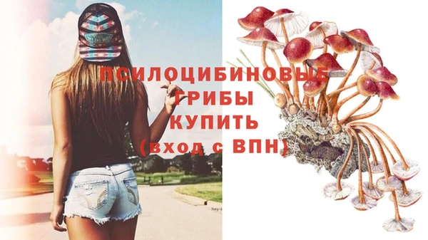шишки Новодвинск